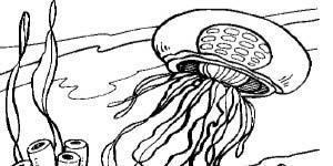 BHA19 Coloring Page Jellyfish