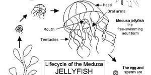 BHA19 Coloring Page Jellyfish Lifecycle