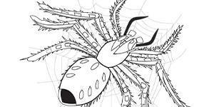 BHA19 Coloring Page Spider