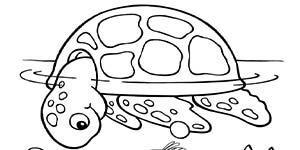 BHA19 Coloring Page Turtle