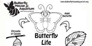 BHA19 Coloring Page Butterfly Lifecycle