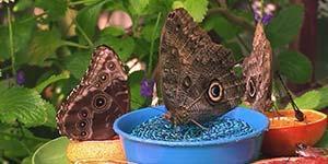 BHA19 Educational Videos Butterfly Anatomy