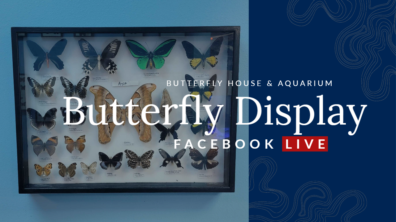 Butterfly Boxes LIVE You Tube Cover