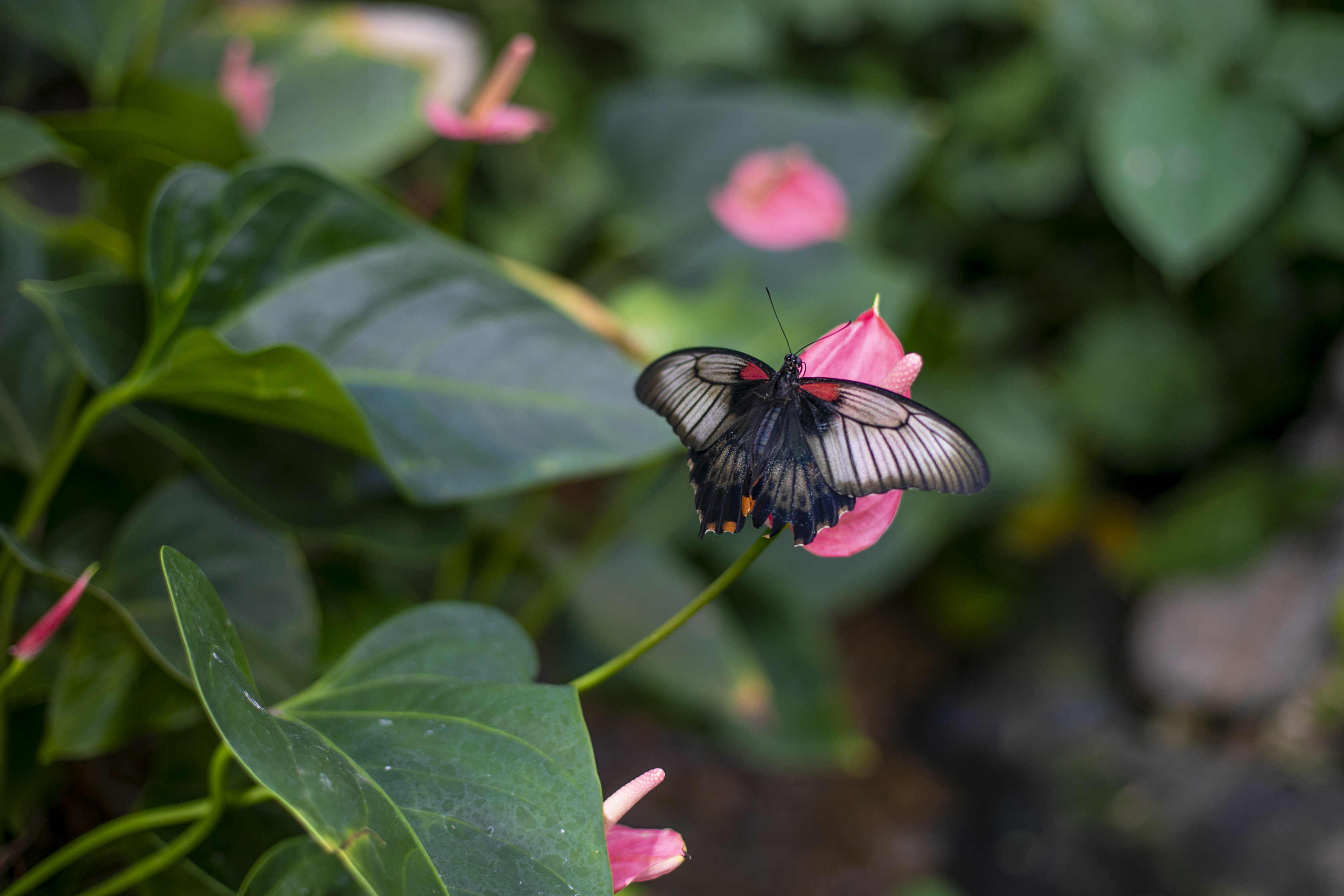 Butterfly House 15