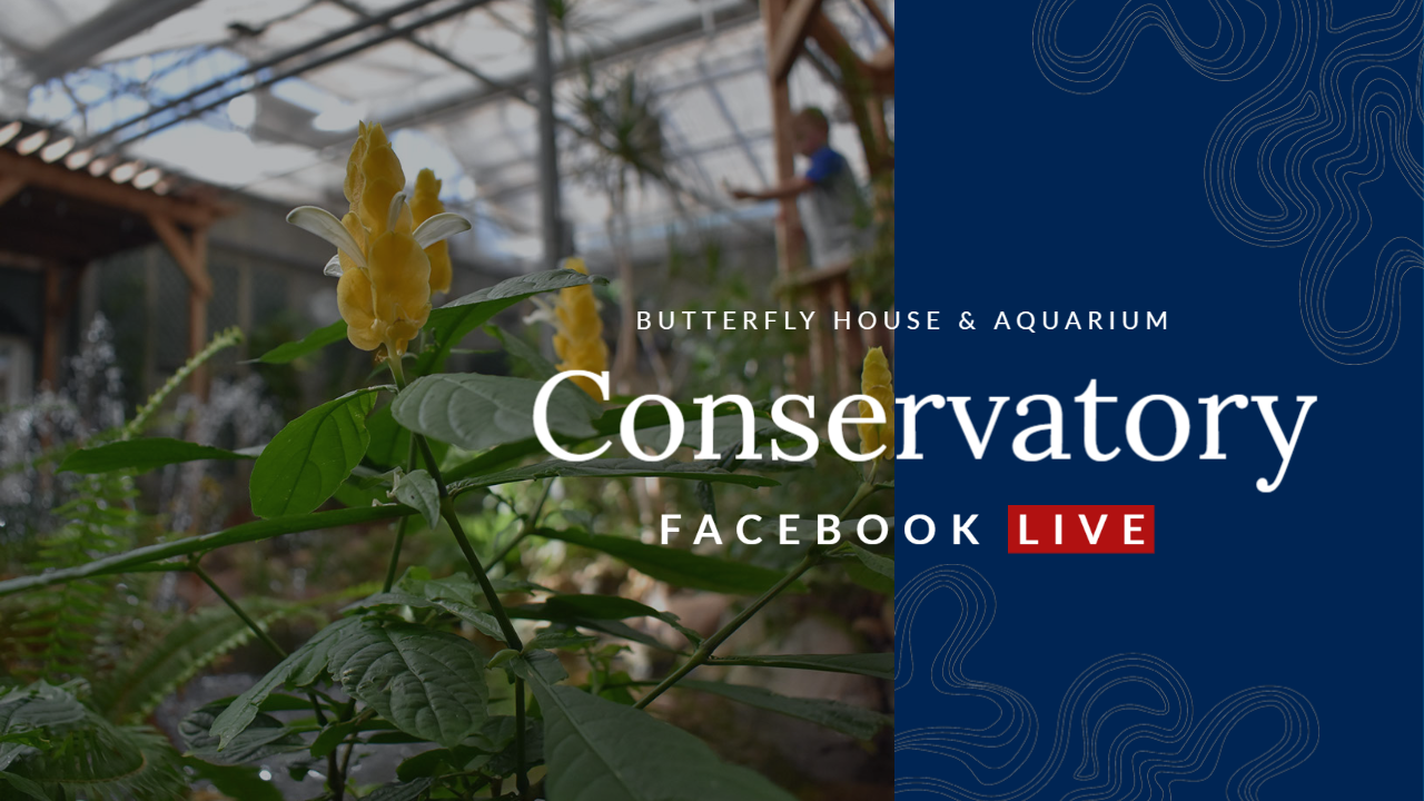 Conservatory Plants Facebook LIVE 1