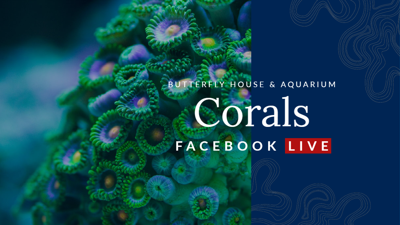 Corals LIVE You Tube Cover copy
