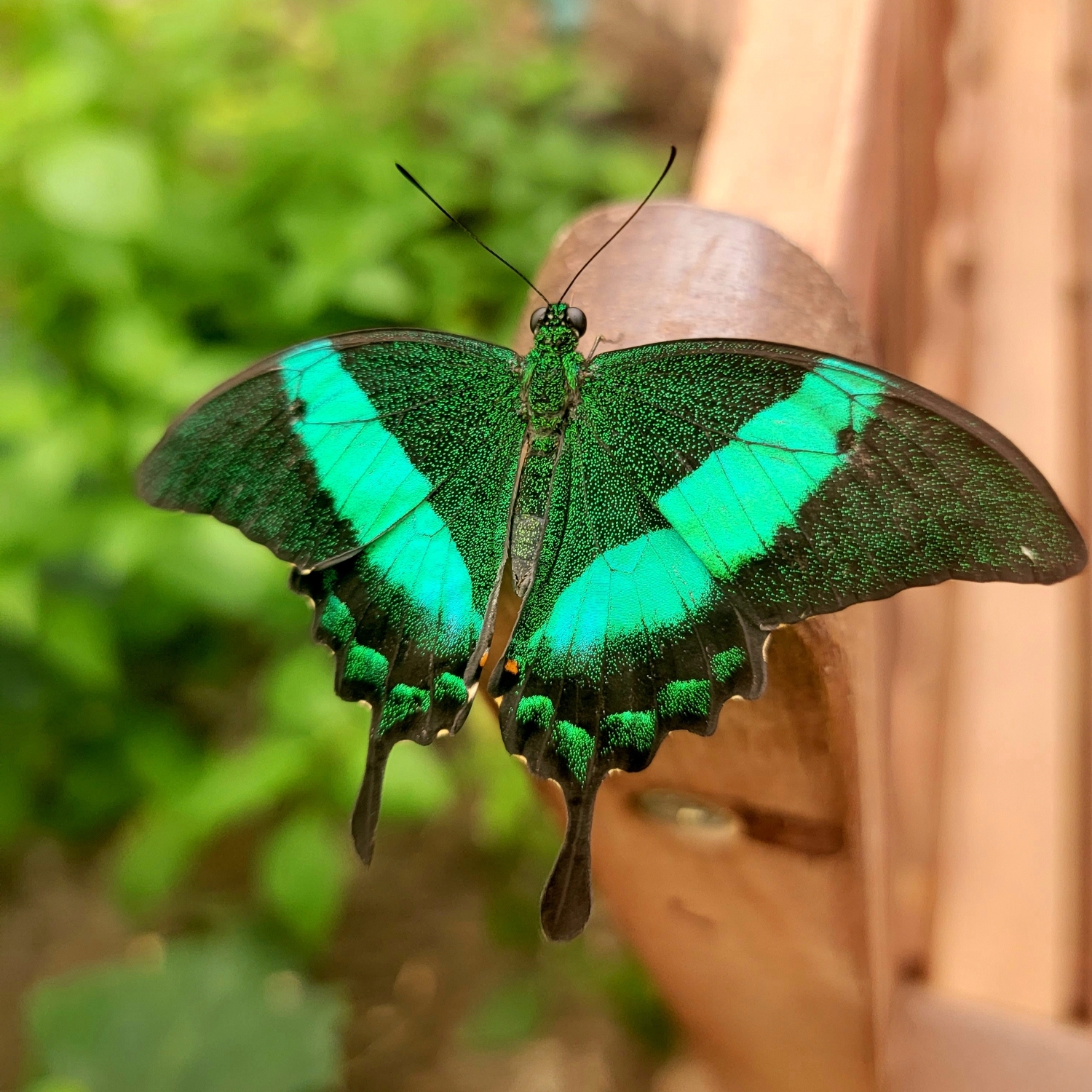 Emerald Swallowtail 1