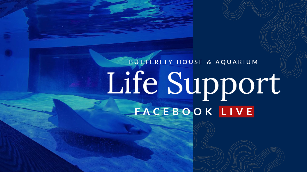 Life Support Facebook LIVE Thumbnail