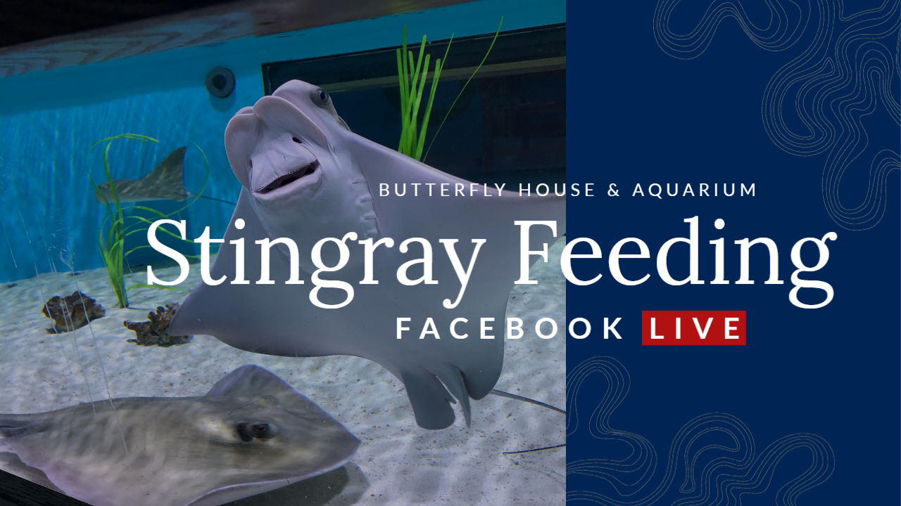 Stingray Feed Facebook LIVE You Tube Cover