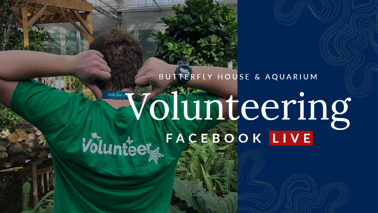 Volunteer Program Facebook LIVE You Tube Cover
